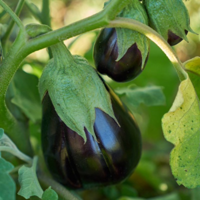 Duas beringelas roxas brilhantes penduradas numa planta com folhas verdes