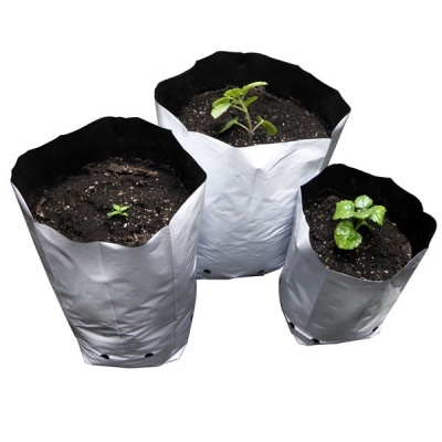 Três sacos de cultivo com plantas jovens em terra preta