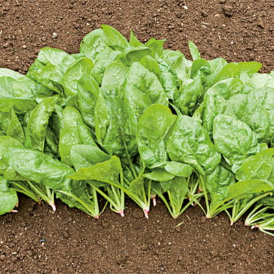 Folhas verdes de espinafre frescas sobre solo marrom úmido