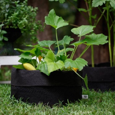 Vasos de cultivo em tecido preto com plantas verdes e frutos amarelos no jardim