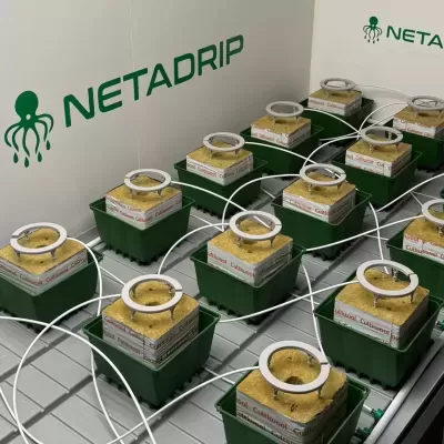 Sistema hidropônico com caixas verdes e blocos Cultiwool ligadas por tubos brancos sob texto NETADRIP verde
