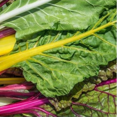 Folhas de acelga com talos amarelos e rosas