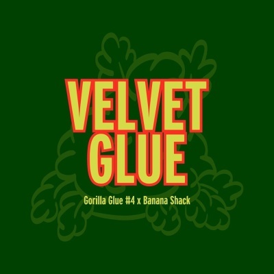 Texto VELVET GLUE em amarelo com contorno vermelho sobre fundo verde escuro com texto Gorilla Glue #4 x Banana Shack