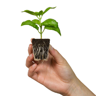 Mão segurando pequena planta viva com raízes visíveis em fundo branco