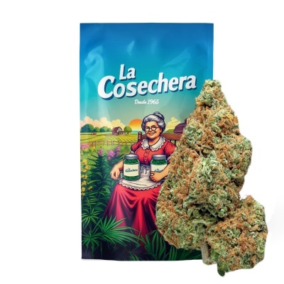 Pacote La Cosechera com ilustração de senhora idosa e ramo grande de planta resinoso