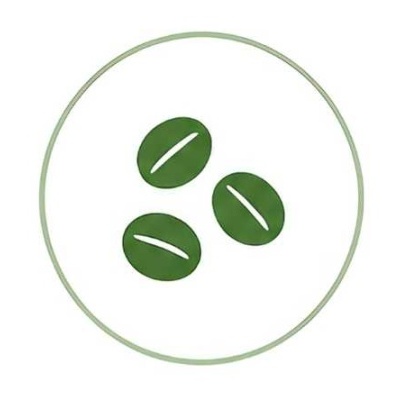 Três grãos de café verdes estilizados dentro de um círculo verde claro