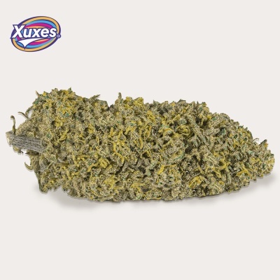Flor de cannabis seca verde com pistilos amarelos e logotipo Xuxes