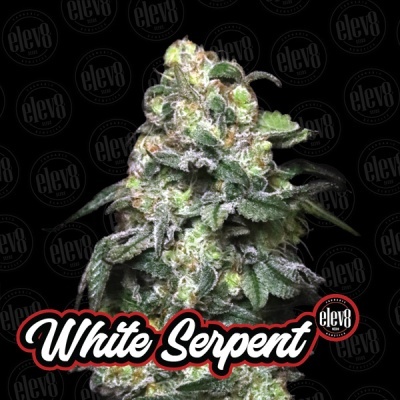Flor de cannabis branca e verde com texto White Serpent e selo elev8