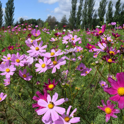 Campo de flores cor-de-rosa e roxas com centro amarelo em ambiente natural