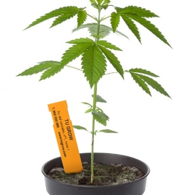 planta jovem verde em vaso preto com etiqueta laranja no solo