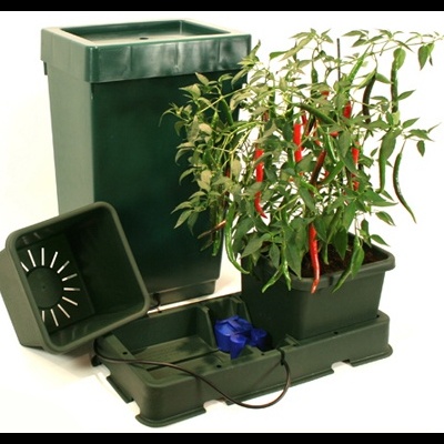 Conjunto de vasos verdes com planta de pimentos e sistema de rega