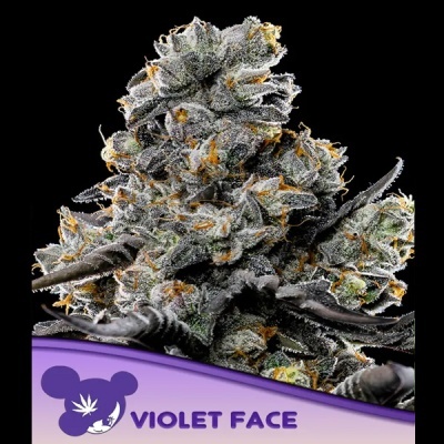 Flor de cannabis com cristais e pistilos alaranjados com logo violeta e texto Violet Face