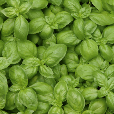 Folhas verdes frescas de manjericão com gotas de água