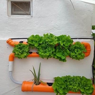 Sistema de cultivo hidropónico com tubos laranja e alfaces na parede branca
