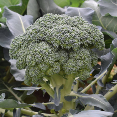 Brócolos verdes frescos com folhas largas verdes ao redor