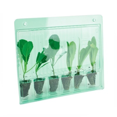Plástico verde transparente com seis plantas pequenas e raízes visíveis em compartimentos individuais