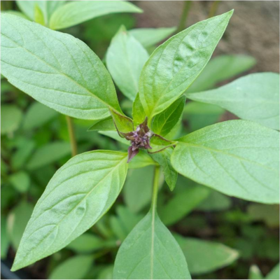 planta com folhas verdes e centro roxo