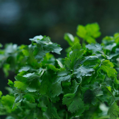 Ramo de coentros frescos com folhas verdes vibrantes