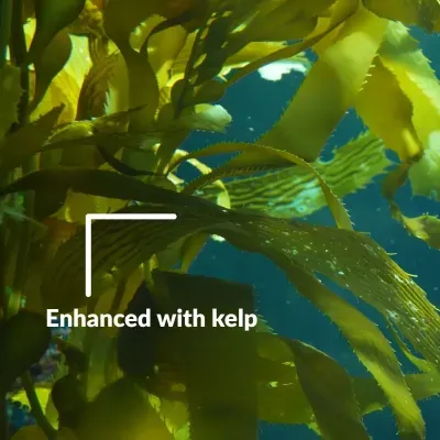 Alga kelp subaquática verde e amarela com texto Enhanced with kelp