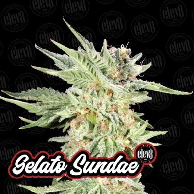 Flor de cannabis Gelato Sundae com texto e logótipo elev8 Seeds