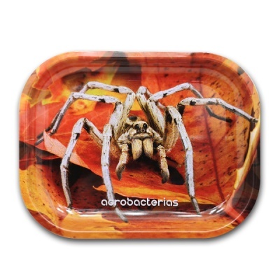 Tabuleiro almofadado com foto de aranha branca sobre folhas secas e texto acrobacterias