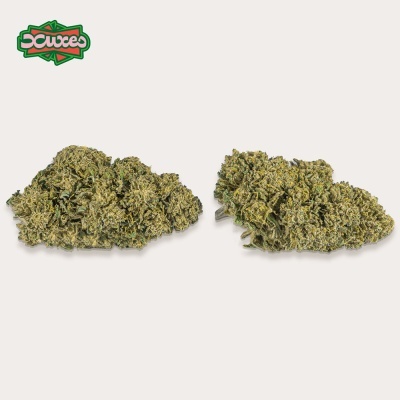 Dois cachos de planta verde densa em fundo branco com logotipo colorido no canto superior esquerdo