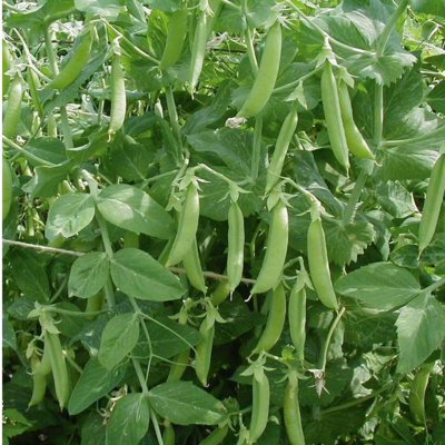 Pés de ervilhas verdes com vagens penduradas