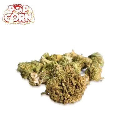 Flores secas verdes com texto POP CORN em fundo branco