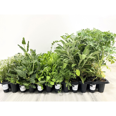 Plantas aromáticas em vasos de plástico preto com etiquetas sobre superfície branca