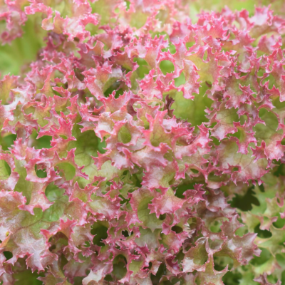 Folhas de alface verde-claro com bordas rosadas e textura ondulada