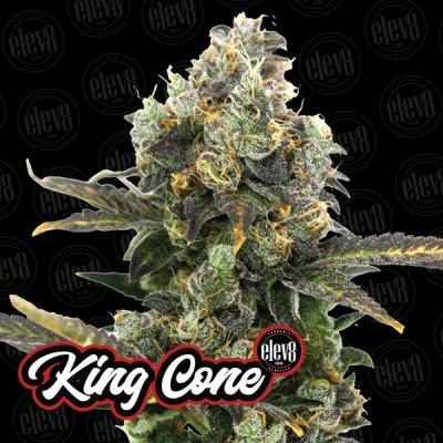 Flor de cannabis King Cone com tricomas e pistilos alaranjados