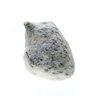 Fruto seco com bolor branco e cinzento