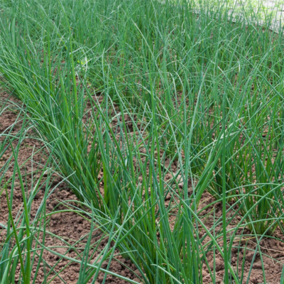 Plantação de cebolas com folhas verdes e solo marrom