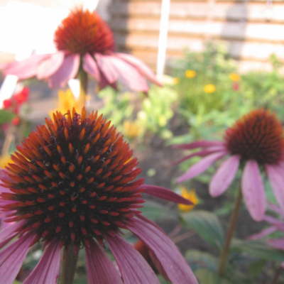 Flores roxas com centro espinhoso castanho e laranja em jardim ao ar livre
