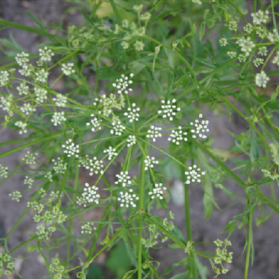 Planta com folhas verdes finas e flores brancas em grupos pequenos