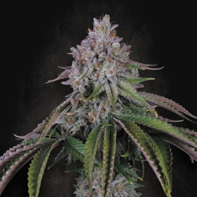 Flor de planta de cannabis com folhas verdes e roxas coberta por tricomas em fundo preto