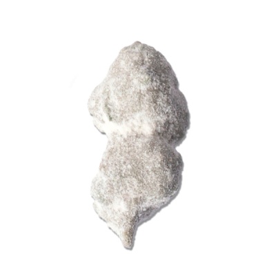 Cogumelo seco cinzento sobre fundo branco