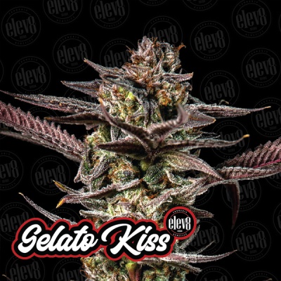 Flor de cannabis com texto Gelato Kiss e logótipo elev8 SEEDS