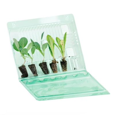 Caixa plástica transparente com cinco plantas jovens com raízes