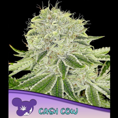 Flor de cannabis resinosas com texto CASH COW em faixa roxa