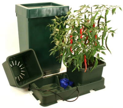 Conjunto de vasos verdes com planta de pimentos e sistema de rega