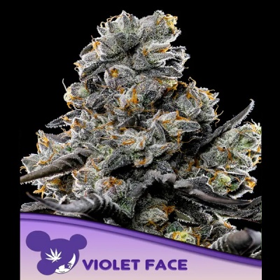 Flor de cannabis com cristais e pistilos alaranjados com logo violeta e texto Violet Face
