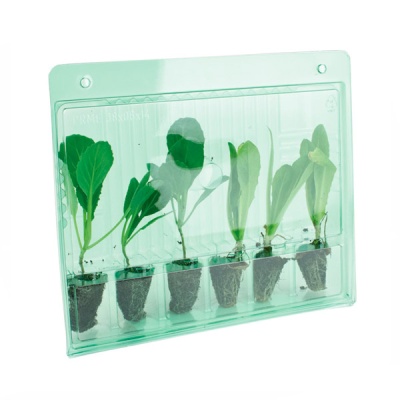 Plástico verde transparente com seis plantas pequenas e raízes visíveis em compartimentos individuais