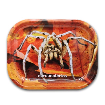 Tabuleiro almofadado com foto de aranha branca sobre folhas secas e texto acrobacterias