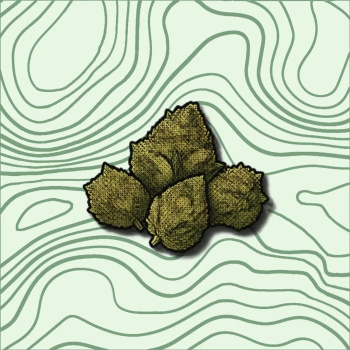 Grupo de cinco frutas verdes-pardas ilustradas sobre fundo verde claro com linhas onduladas