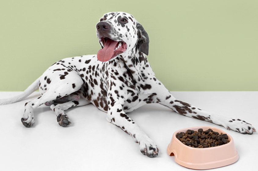 Dálmata junto a uma tigela com ração em pellets.