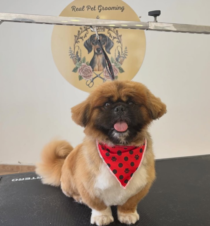 🐾 5 sinais de que está na altura de marcar um grooming (e o seu cão está a tentar dizer-lhe isso) Por Tia Carla | Real Pet Grooming Cão com lenço vermelho em mesa de tosquia