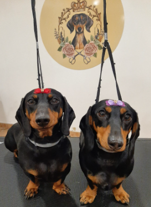 Dois cães Dachshund pretos e castanhos com coleiras e laços sentados em superfície preta, com decoração redonda de cão ao fundo
