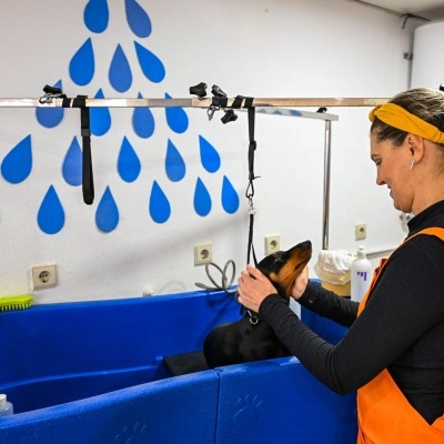 Mulher a dar banho a cão numa banheira azul com decoração de gotas azuis na parede