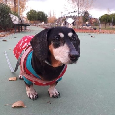 Cão vestido com casaco colorido e trela em parque com chão verde e folhas secas.